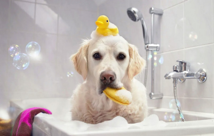 Dctr.Go Шампунь-бальзам для животных Sнampoo Therapy "Мультиуход" 1000 ml в Иркутске